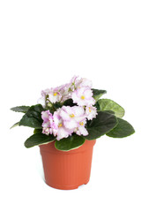 flowering Saintpaulia in garden pot
