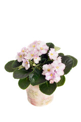 A blooming plant of Saintpaulia in pot