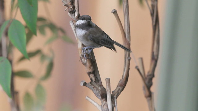 Hungry chickadee calls till a parent brings food.