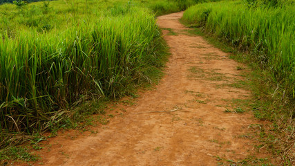 soil road between grass field