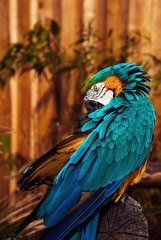 Blue green orange macaw talking parrot grooming its feathers 