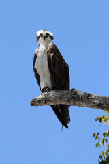 Osprey Pandion haliaetus