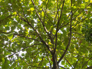 Teak Tree in Thailand 