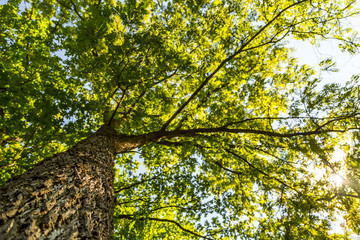 Tall Tree in Summer