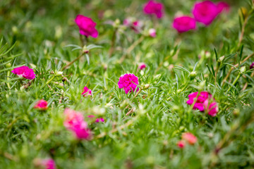 Pink Common Purslane 