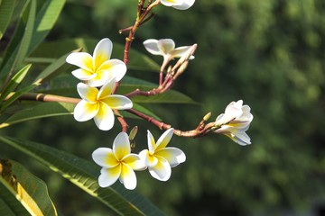 plumeria flower in garden