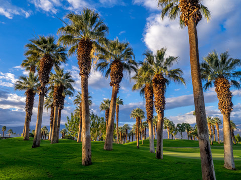 California Palms and the blue sky at a Palm Desert golf resort. 