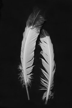 Native American indian Feathers in Black and White