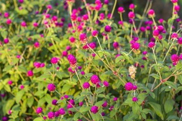 Fototapeta premium Beautiful purple flowers or Globe Amaranth in garden