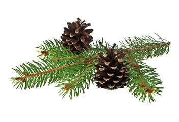 Branch of fir-tree and cone on a white background