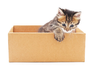 Kitten in the box.