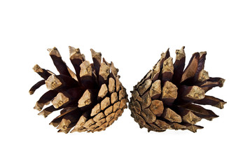 Pine cones isolated on white background