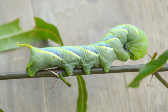 green caterpillar on limb Pergesa acteus