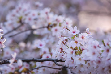 Sakura or cherry blossom on japan