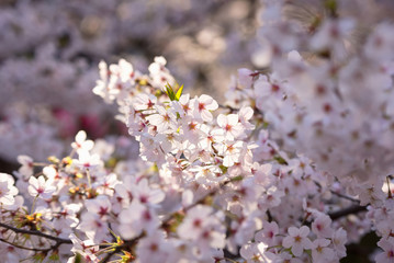 Sakura or cherry blossom on japan