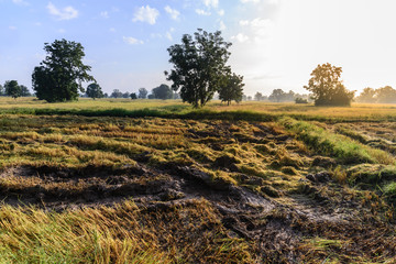 Tractor harvester tracks in muddy rice field.