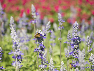 Lavender Flower 1