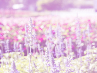 Lavender Flower 2
