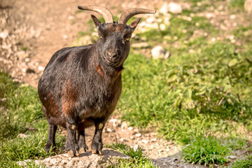 Alpine Ibex