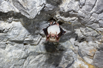 Greater horseshoe bat( Rhinolophus ferrumequinum)