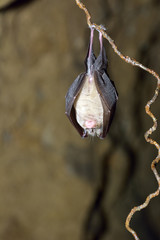 Greater horseshoe bat( Rhinolophus ferrumequinum)