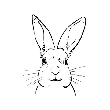 Rabbit Head Sketch
