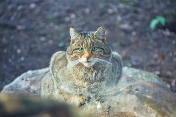 portrait European Wild Cat ,Felis silvestris