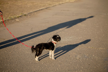 Black and white Chinese Crected Dog