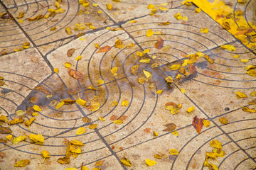 Leaves on wet pavement 