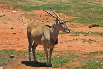 female eland, Taurotragus oryx, South Africa