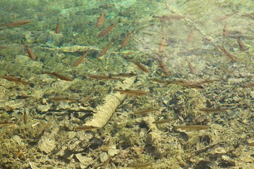 waterfalls, National Park Plitvice, Croatia