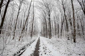 forest trees.