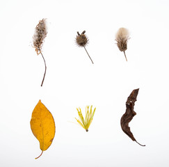 осенний природный набор 