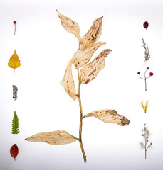 Сухие травы осени