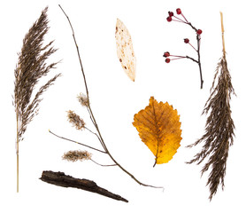 осенняя концепция с травой