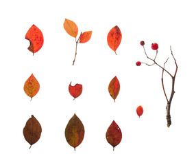 набор листьев и ягод