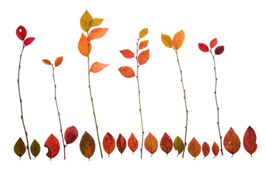 Концепция деревьев из листьев