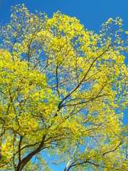 黄葉の樹と青空