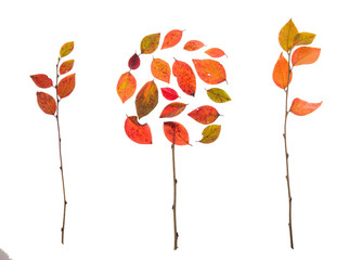 Композиция из деревьев листья