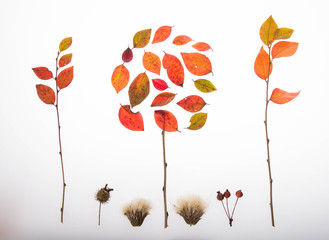 осення композиция из листьев