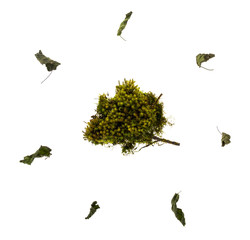 Мох и осень