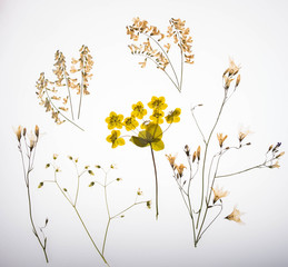 Набор сухих цветов с лугов