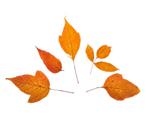 оранжевые листья осени