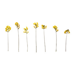 Ряд сухих луговых цветков