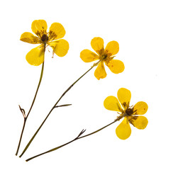 Сушеный лютик