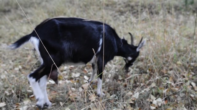 The British Alpine Goat Is A Breed Of Domestic Goat Developed In The Early 1900s. A Standard British Alpine Goat Is Black All Over With White Swiss Markings.