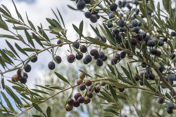 Olives on olive tree