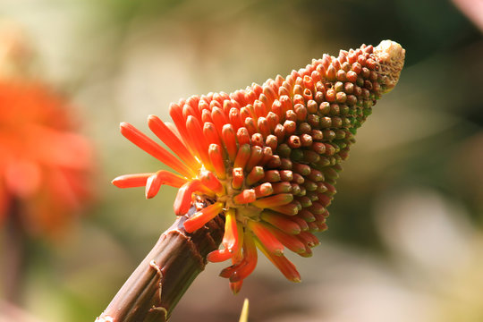 Natural background with blooming kniphofia flowers.