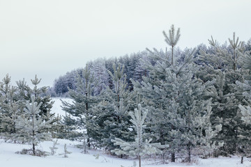 Зимние сосны © anfoto