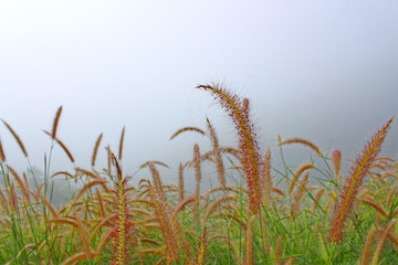 Fields cabin on the mountain in thailand.